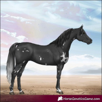 Horse Color:White Spotted Black 