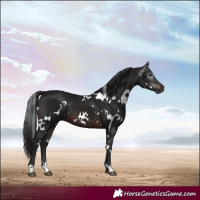 Horse Color:Gray White Spotted Brown 