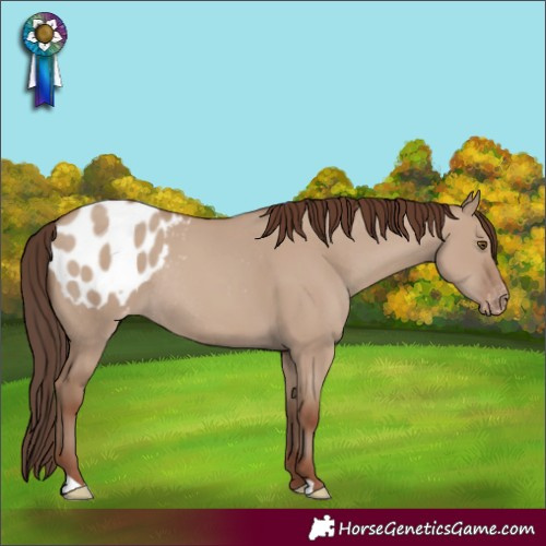 Horse Color:Classic Champagne Dun Varnish Rabicano 