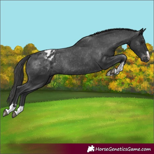 Horse Color:Black Varnish Rabicano