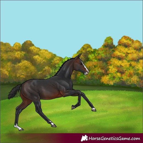 Horse Color:Brown Splash 