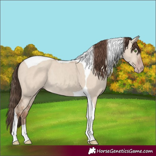 Horse Color:Classic Champagne Dun Tobiano Rabicano 