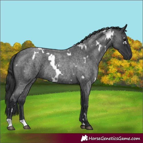 Horse Color:White Spotted Blue Roan