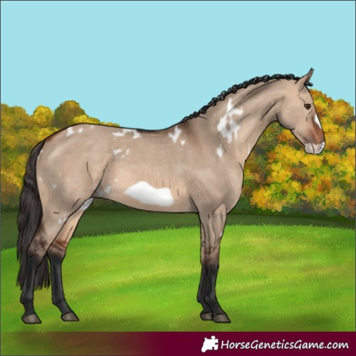 Horse Color:White Spotted Bay Dun Frame 