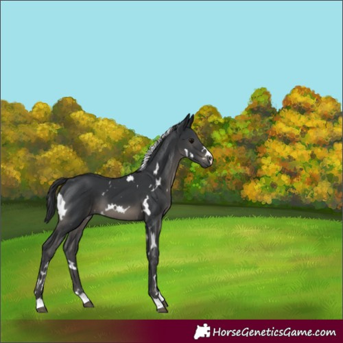Horse Color:White Spotted Black 
