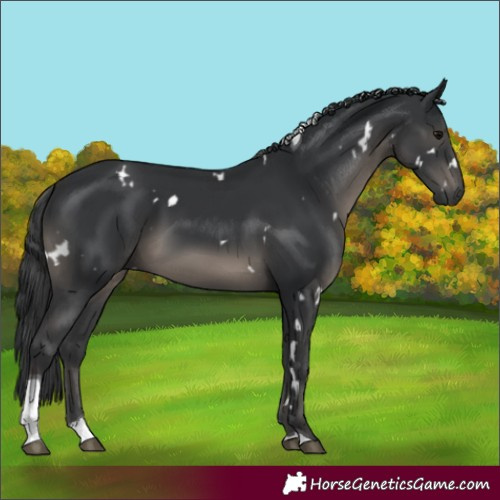Horse Color:White Spotted Black Tobiano Rabicano 