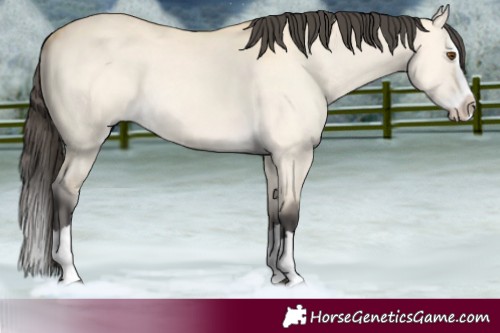 Horse Color:Buckskin Dun Splash 