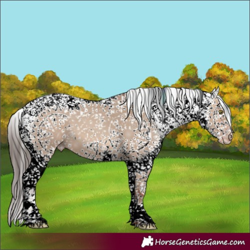 Horse Color:White Spotted Amber Champagne Dun Sabino 