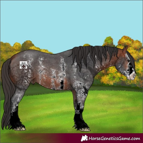 Horse Color:Bay Sabino 