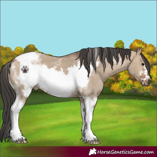 Horse Color:Brown Dun Sabino Tobiano Frame 