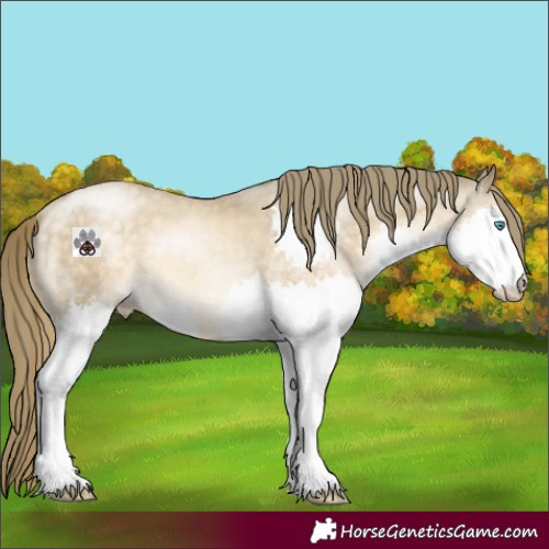 Horse Color:Buckskin Pearl Splash