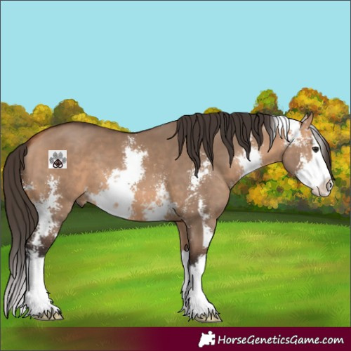Horse Color:Bay Dun Sabino Splash