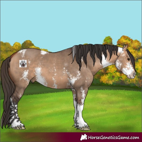 Horse Color:Bay Dun Sabino