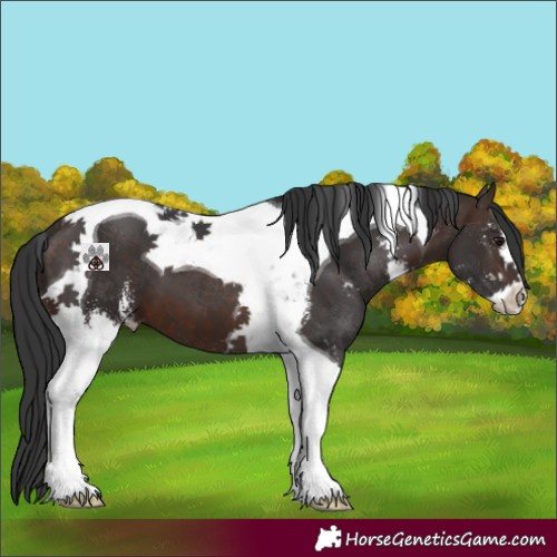 Horse Color:Brown Sabino Tobiano 