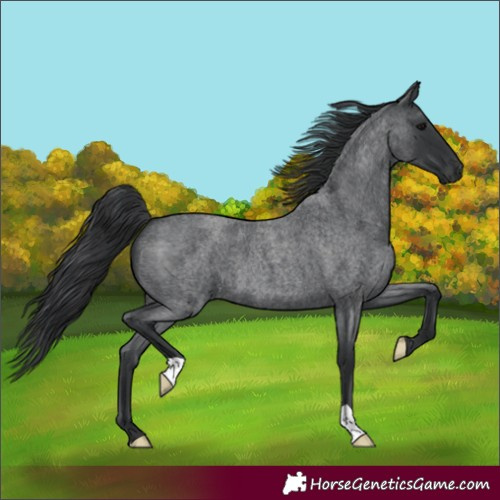 Horse Color:Unknown 