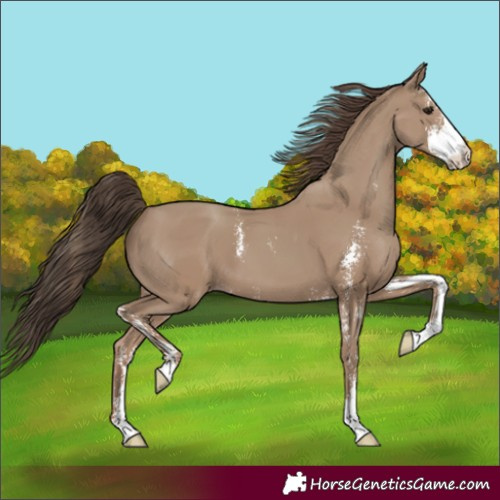 Horse Color:Classic Champagne Sabino 