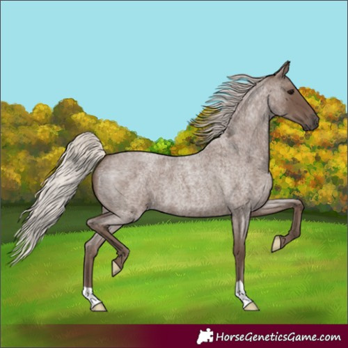 Horse Color:Silver Blue Roan 