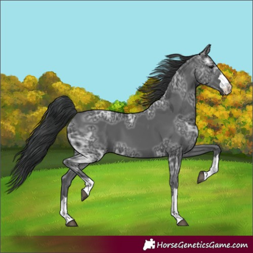 Horse Color:Unknown 