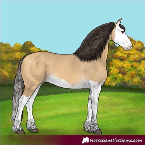 Horse Color:Buckskin Dun Splash 