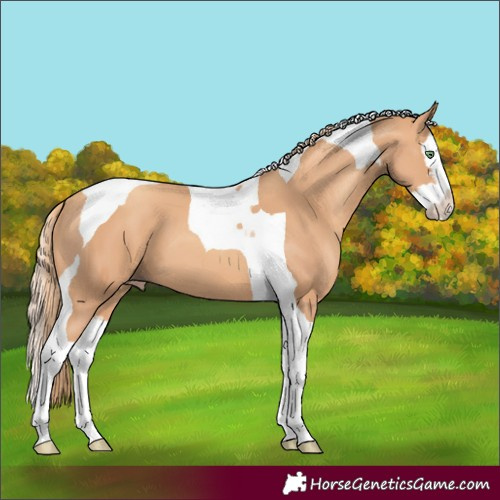 Horse Color:Gold Champagne Splash Tobiano