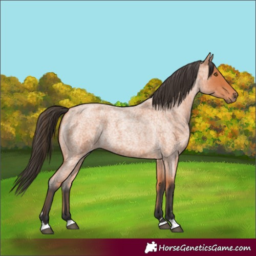 Horse Color:Bay Roan