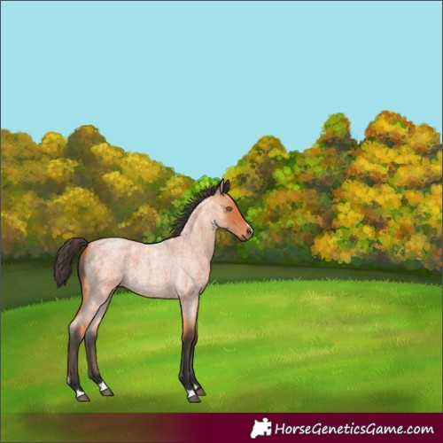 Horse Color:Bay Roan