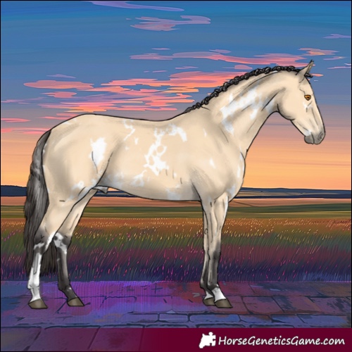 Horse Color:White Spotted Buckskin
