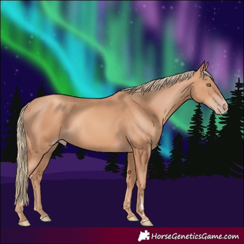 Horse Color:Gold Champagne