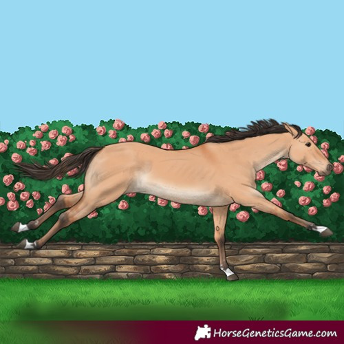 Horse Color:Bay Dun 