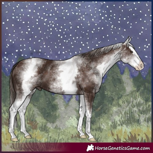 Horse Color:White Spotted Liver Chestnut Splash
