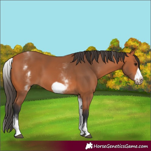 Horse Color:White Spotted Bay Frame 