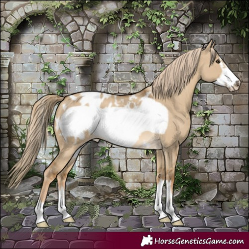 Horse Color:Chocolate Palomino Dun Frame Blanket 