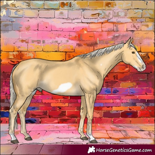 Horse Color:Palomino Dun Frame