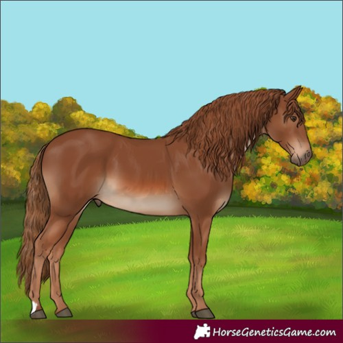 Horse Color:Chestnut 