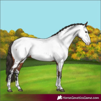 Horse Color:Unknown 