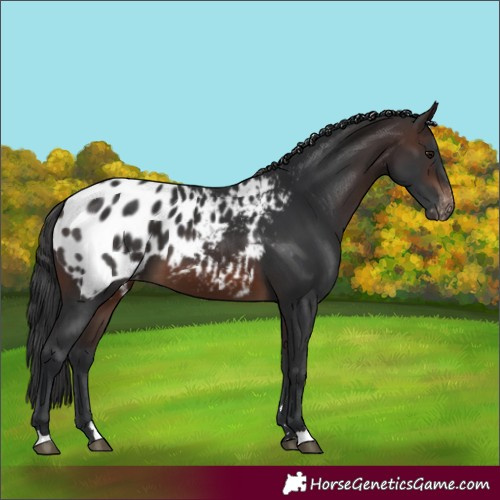Horse Color:Brown Blanket