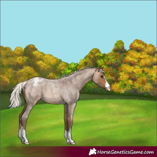 Horse Color:Silver Buckskin Roan Blanket