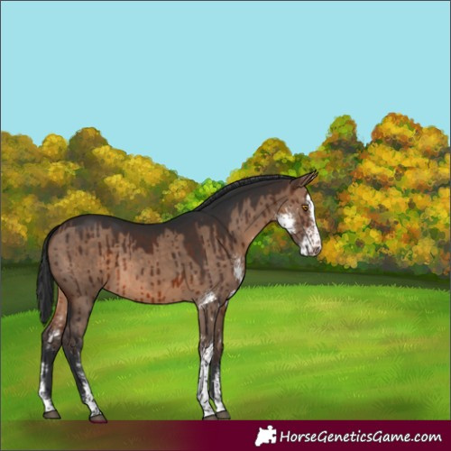 Horse Color:Brown Dun Sabino Brindle