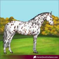 Horse Color:Bay Leopard 