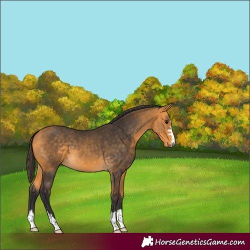 Horse Color:Unknown 