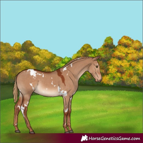 Horse Color:Unknown 