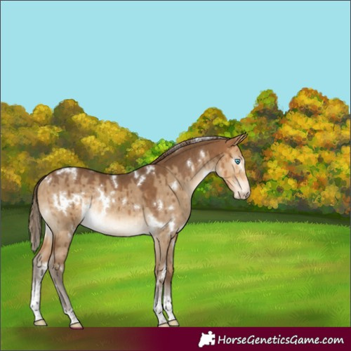 Horse Color:Unknown 