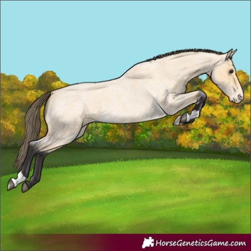 Horse Color:Buckskin Roan Varnish