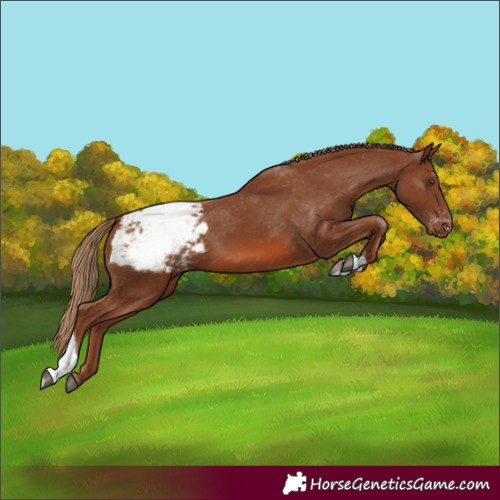 Horse Color:Chestnut Tobiano Snowcap 