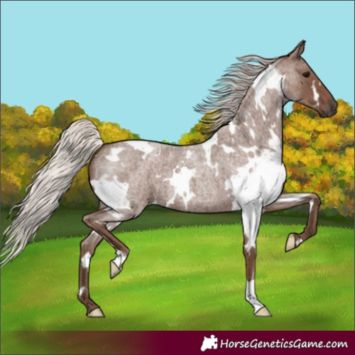 Horse Color:White Spotted Silver Blue Roan 