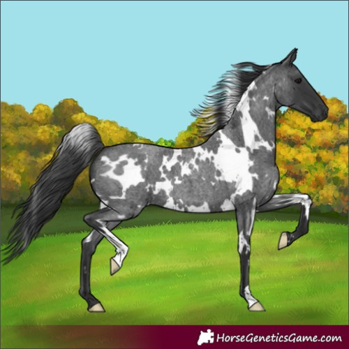 Horse Color:White Spotted Blue Roan 