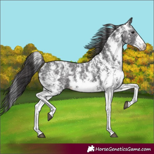 Horse Color:Smoky Black Ice Sabino 