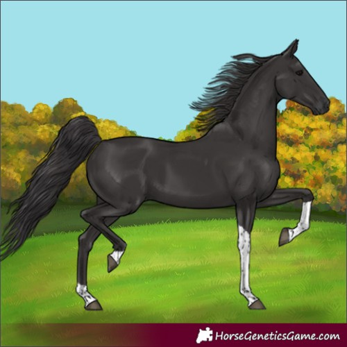 Horse Color:Smoky Black Tobiano