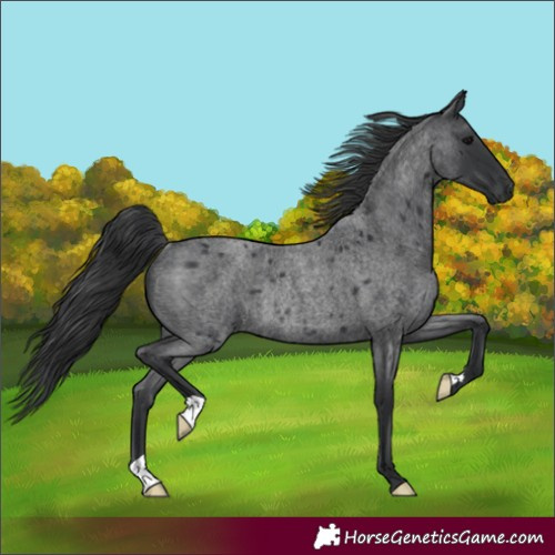 Horse Color:Blue Roan Rabicano