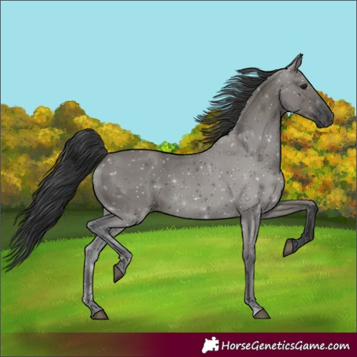 Horse Color:Grullo Rabicano